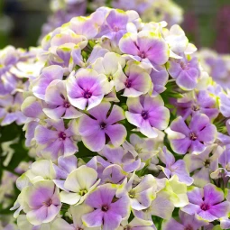 Флокс Sherbet Blend Флокс Sherbet Blend