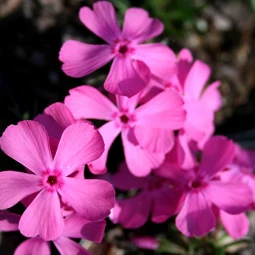 Флокс Drummond Pink контейнер 0.5 л Флокс Drummond Pink контейнер 0.5 л