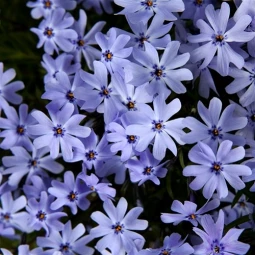 Флокс Early Spring Lavender (контейнер 0.5 л) Флокс Early Spring Lavender (контейнер 0.5 л)