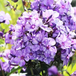 Флокс Blue Shades