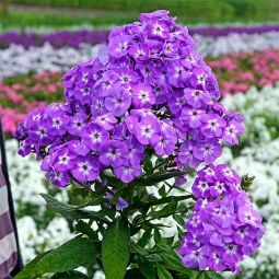 Флокс Uspech (низькорослий) Флокс Uspech (низькорослий)
