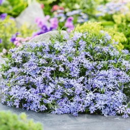 Флокс Fabulous Blue Dark Center (контейнер 0.5 л) Флокс Fabulous Blue Dark Center (контейнер 0.5 л)