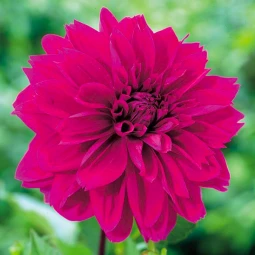 Георгина Babylon Purple