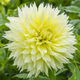 Георгина Фимбриата Canary Fubuki