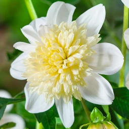 Жоржина анемоноподібна Platinum Blonde