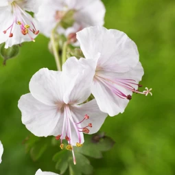 Герань Cantabrigiense Biokovo (контейнер 0.5 л) Герань Cantabrigiense Biokovo (контейнер 0.5 л)