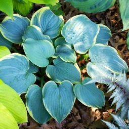 Хоста Blue Flame