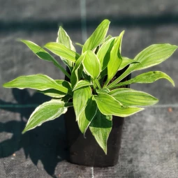 Хоста Dutch Flame (контейнер 0.5 л)