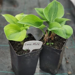 Хоста Luna Moth (контейнер 0.5 л) Хоста Luna Moth (контейнер 0.5 л)