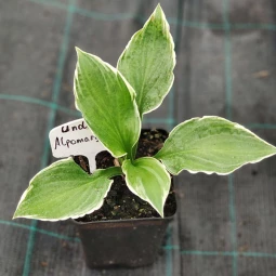 Хоста Undulata Albomarginata (контейнер 0.5 л)
