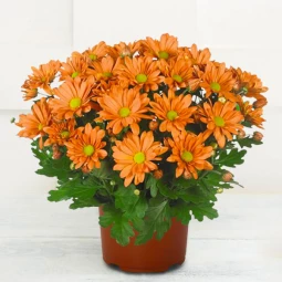 Хризантема Breeze Fox Orange
