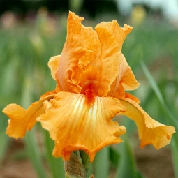 Ірис Germanica (Бородатий) Glazed Orange Ірис Germanica (Бородатий) Glazed Orange