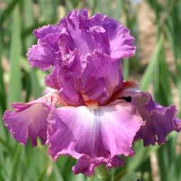 Ірис Germanica (Бородатий) Mallow Dramatic Ірис Germanica (Бородатий) Mallow Dramatic