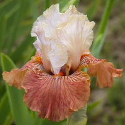 Ірис Germanica (Бородатий) Mandarin Morning Ірис Germanica (Бородатий) Mandarin Morning