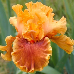 Ірис Germanica (Бородатий) Mango Queen Ірис Germanica (Бородатий) Mango Queen