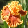 Ірис Germanica (Бородатий) Mango Queen