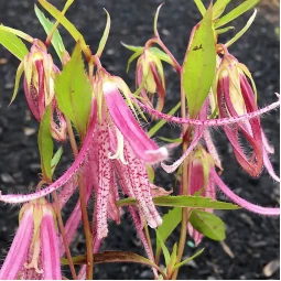 Кампанула Pink Octopus (Пинк Октопус)