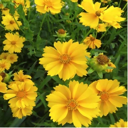 Кореопсис Grandiflora (Грандифлора)