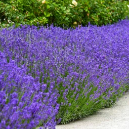Лаванда Dwarf Blue Лаванда Dwarf Blue