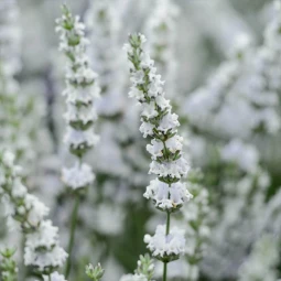 Лаванда Edelweiss Лаванда Edelweiss
