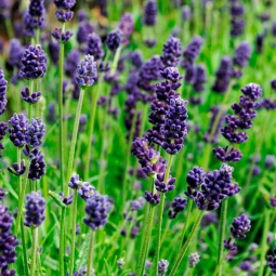 Лаванда Lavance Purple Лаванда Lavance Purple