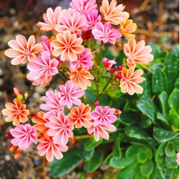 Левізія Coral