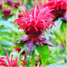 Монарда Gardenview Scarlet (Гарденвью Скарлет) Монарда Gardenview Scarlet (Гарденвью Скарлет)