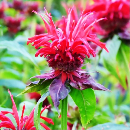 Монарда Gardenview Scarlet (Гарденвью Скарлет)