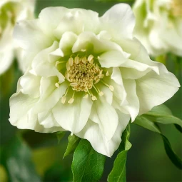 Чемерник (морозник) махровий Hybrids White Promise Чемерник (морозник) махровий Hybrids White Promise