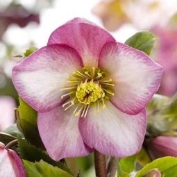 Чемерник (морозник) Ice N' Roses Early Rose Чемерник (морозник) Ice N' Roses Early Rose