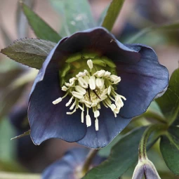 Морозник Smokey Blue