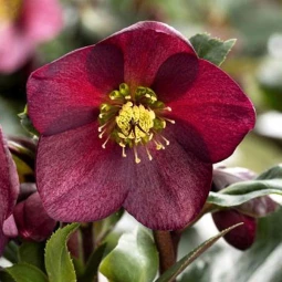 Морозник Prince Red Picotee