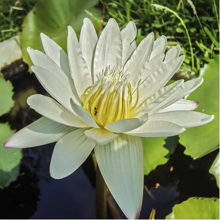 Водяна лілія Marliacea Albida (Марліацея Альбіда)