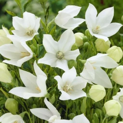 Платикодон Grandiflorus Albus