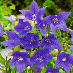 Платикодон Grandiflorus Mariesii