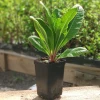 Примула Denticulata Lilac