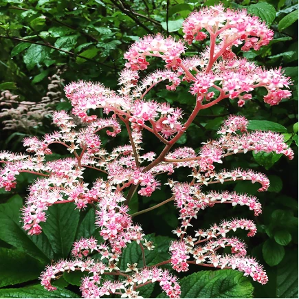 Роджерсія pinnata Superba