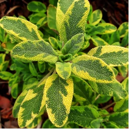 Сальвия officinalis Icterina (Иктерина) Сальвия officinalis Icterina (Иктерина)