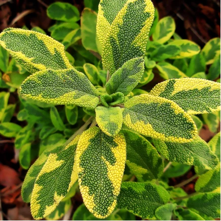 Сальвия officinalis Icterina (Иктерина)