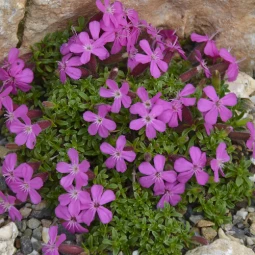 Сапонария (мыльнянка) Rubra Compacta (Рубра Компакта) Сапонария (мыльнянка) Rubra Compacta (Рубра Компакта)