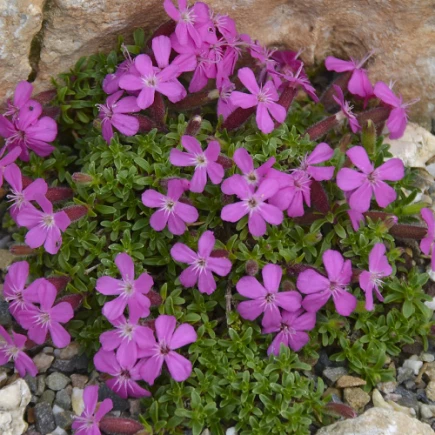 Сапонария (мыльнянка) Rubra Compacta (Рубра Компакта)