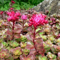 Седум (Очиток) Spurium Седум (Очиток) Spurium
