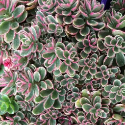 Седум (Очиток) Spurium Седум (Очиток) Spurium