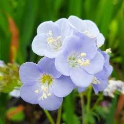 Синюха Sonias Blue Bell