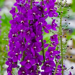 Вербаскум (Коров'як) Violetta