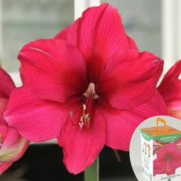 Гиппеаструм Pink Surprise (подарочная упаковка) Гиппеаструм Pink Surprise (подарочная упаковка)