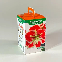 Гиппеаструм Samba (подарочная упаковка) Гиппеаструм Samba (подарочная упаковка)