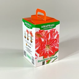 Гіпеаструм Sunshine Nymph (подарункова упаковка) Гіпеаструм Sunshine Nymph (подарункова упаковка)