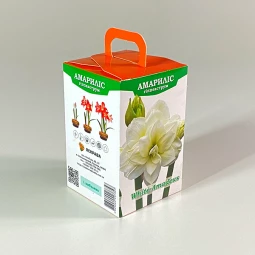 Гиппеаструм White Amadeus 24/26 (подарочная упаковка)