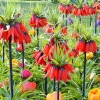 Фритиллярия Царская корона Rubra